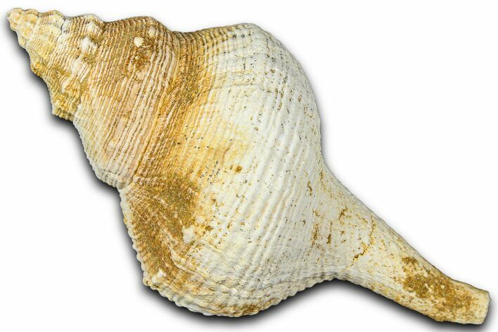 Miocene Fossil Sea Snail (Euthriofusus) Shell - France #365546